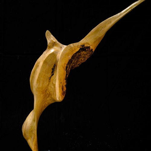 Tiburon, Buche, 60 cm hoch, verkauft